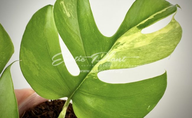 Rhaphidophora tetrasperma variegated #3