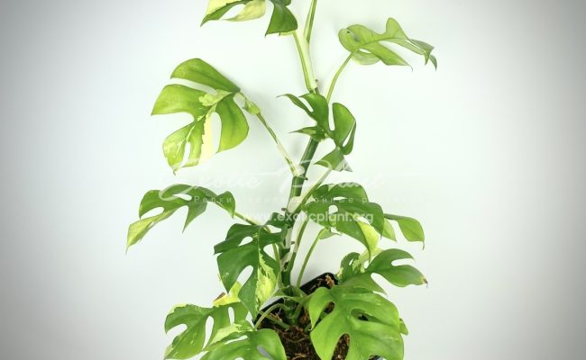 Rhaphidophora tetrasperma variegated