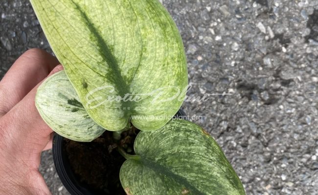 Scindapsus Treubii Moonlight Marble