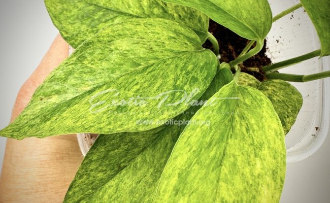 Scindapsus perakensis mint