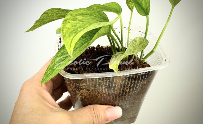 Scindapsus perakensis mint