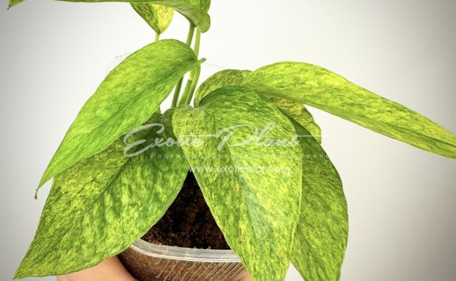 Scindapsus perakensis mint