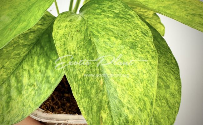 Scindapsus perakensis mint