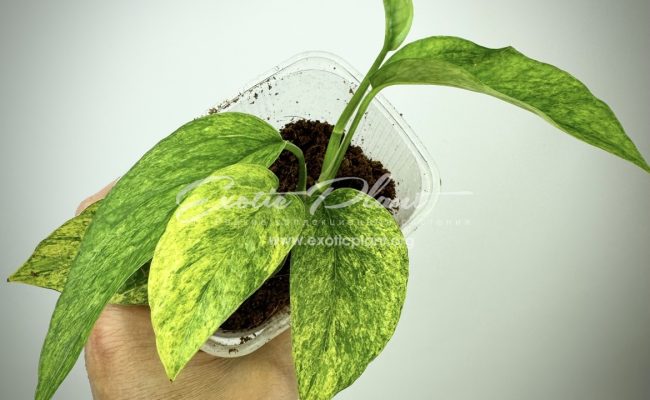 Scindapsus perakensis mint