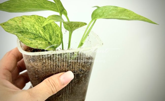 Scindapsus perakensis mint