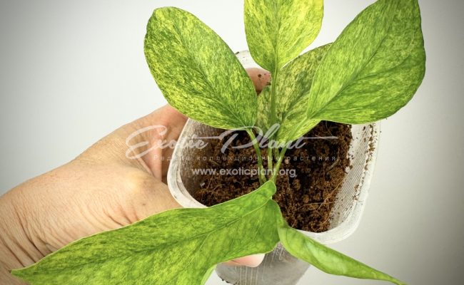 Scindapsus perakensis mint