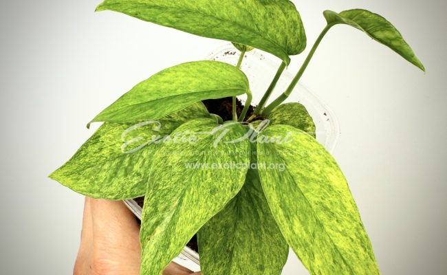 Scindapsus perakensis mint