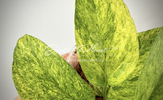 Scindapsus perakensis mint