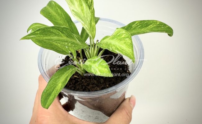 Spathiphyllum floribundum Mini variegated