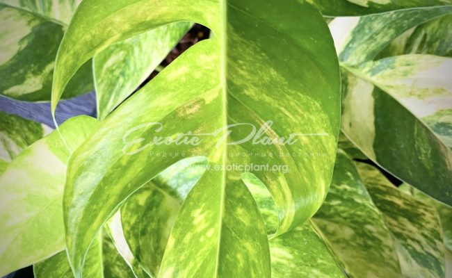 epipremnum Yellow Flame