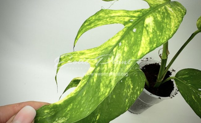 epipremnum Yellow Flame 25