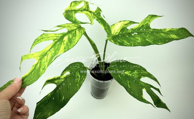 epipremnum Yellow Flame 25