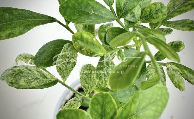 murraya sp variegated