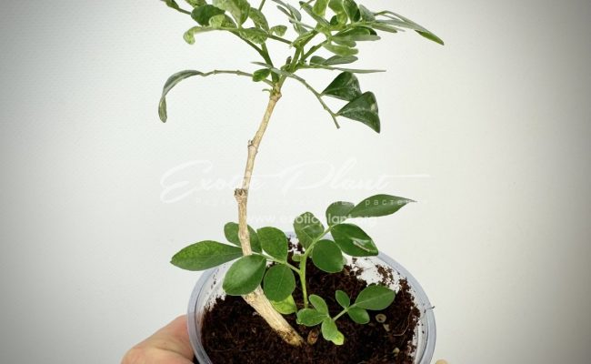 murraya sp variegated