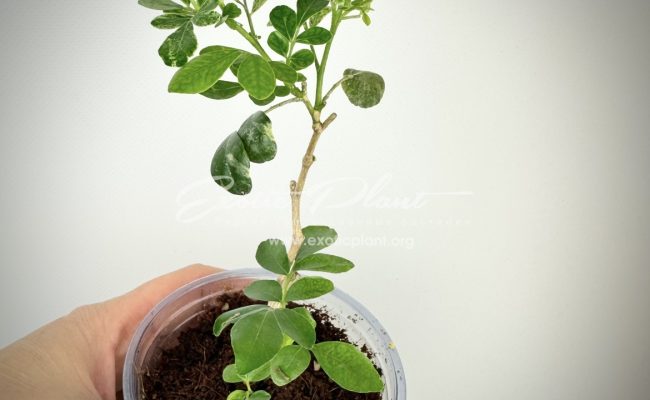 murraya sp variegated