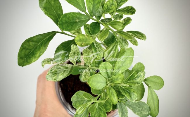 murraya sp variegated