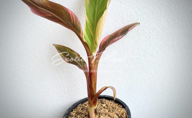 musa Nono banana variegated