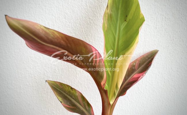 musa Nono banana variegated