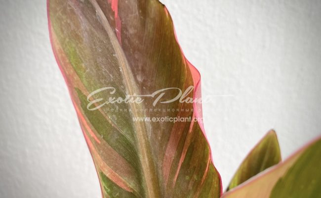 musa Nono banana variegated