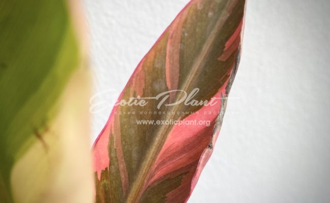 musa Nono banana variegated