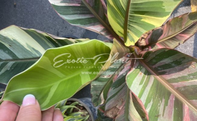 musa Nono banana variegated