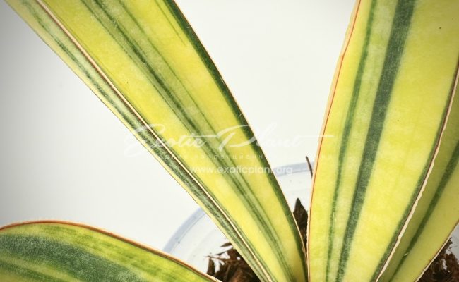 sansevieria hallii Baseball Bat variegated 80