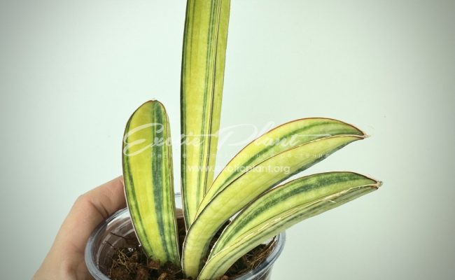 sansevieria hallii Baseball Bat variegated 80