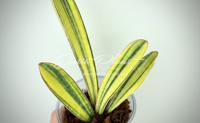 sansevieria hallii Baseball Bat variegated 80
