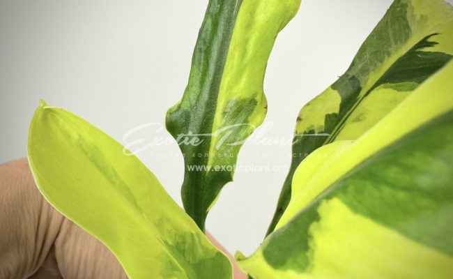 spathiphyllum Sensation Golden Edged ex Singapore narrow leaf mutation