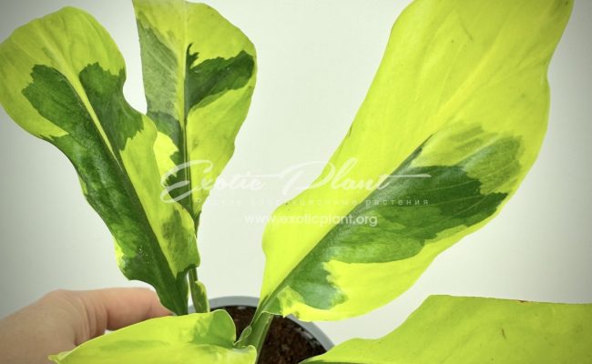 spathiphyllum Sensation Golden Edged ex Singapore narrow leaf mutation