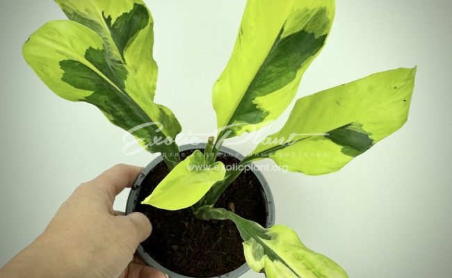 spathiphyllum Sensation Golden Edged ex Singapore narrow leaf mutation
