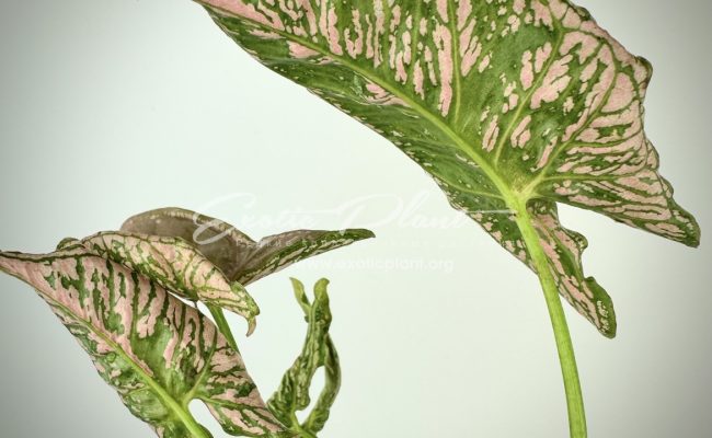 syngonium Pink Mosaic