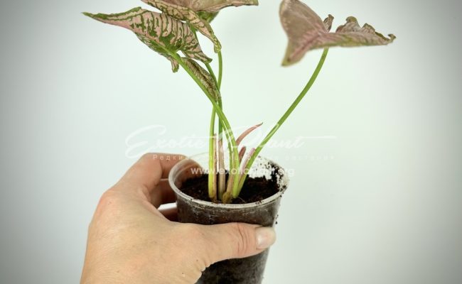 syngonium Pink Mosaic