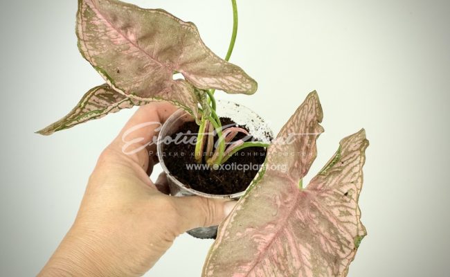 syngonium Pink Mosaic