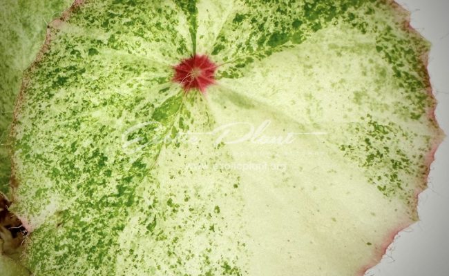 Begonia Rouge Variegated