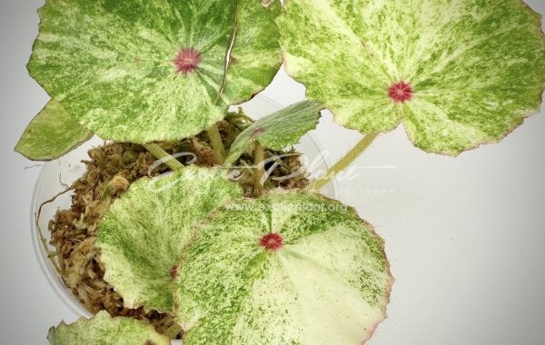 Begonia Rouge Variegated / бегония руж вариегатная