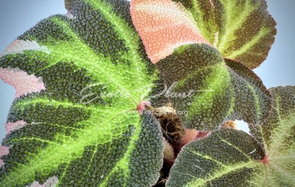 begonia soli mutata variegated  / бегония соли мутата вариегатная