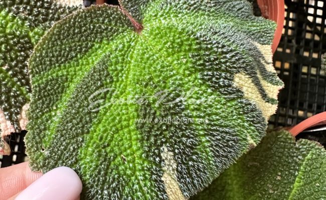 begonia soli mutata variegated
