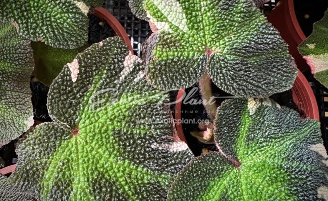 begonia soli mutata variegated