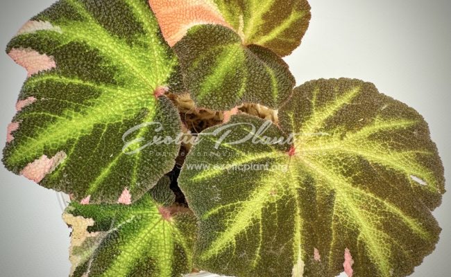 begonia soli mutata variegated