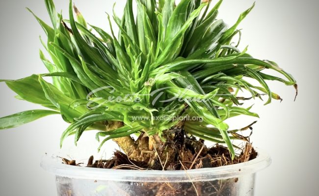 dracaena cristated