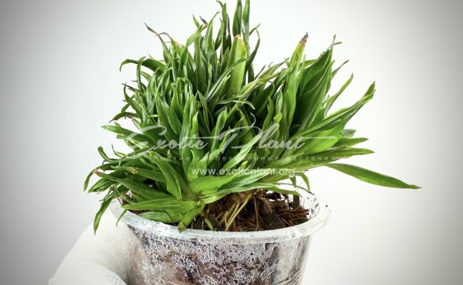 dracaena cristated