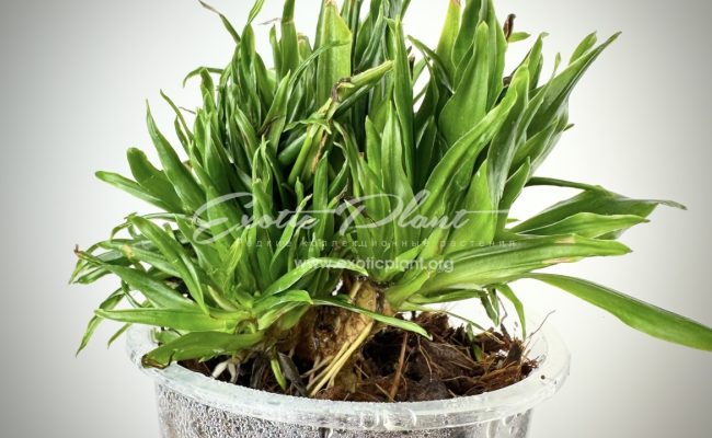dracaena cristated 30