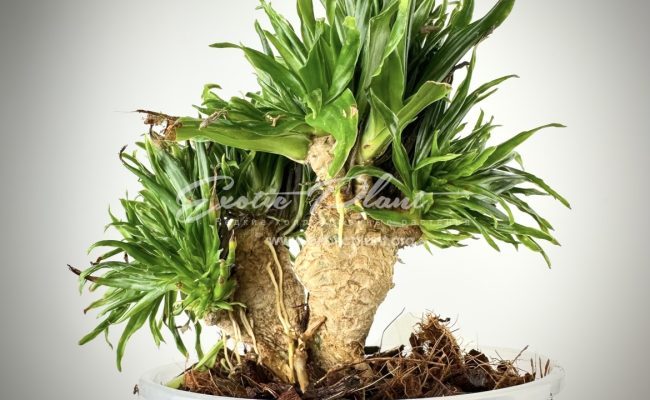 dracaena cristated big