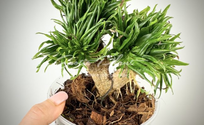 dracaena cristated big