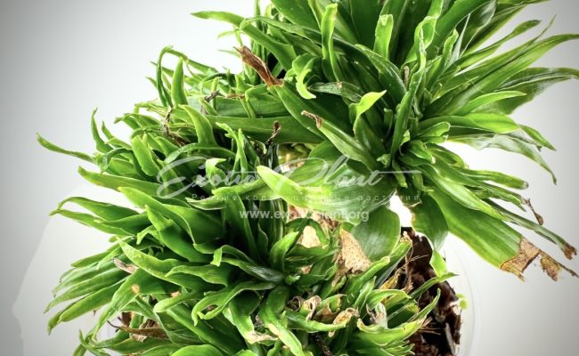 dracaena cristated big