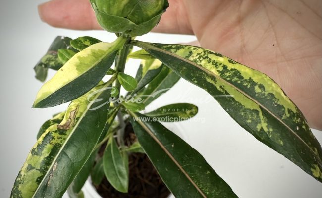 barleria lupulina variegated