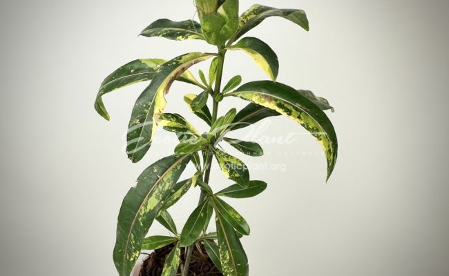 barleria lupulina variegated