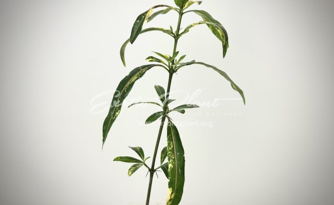 barleria lupulina variegated