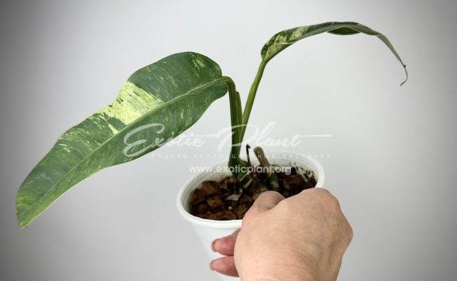 Epipremnum giganteum variegated